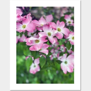 Dogwood Flowers in Spring Posters and Art